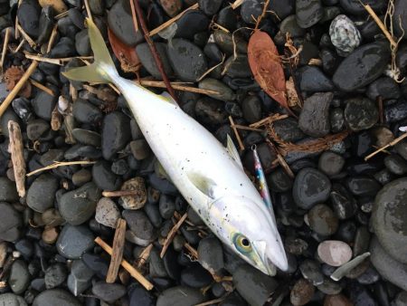 朝まずめサーフ