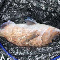 コジマだよっ笑タイ。デカアジ