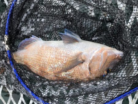 コジマだよっ笑タイ。デカアジ