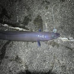 ぶっこみ夜釣り釣行