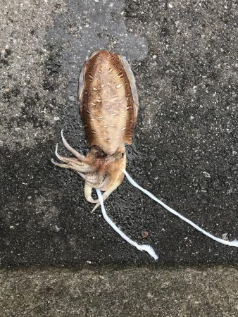 アジ ！サバ！イカ！