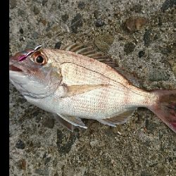 キスダービー参加狙い…必殺6種盛!