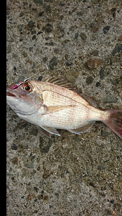 キスダービー参加狙い…必殺6種盛!