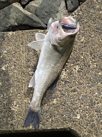 真っ昼間にトップシーバス！！ハーモニカ！！…