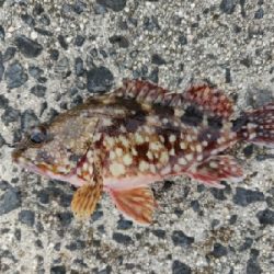 カサゴ、キジハタ等五目