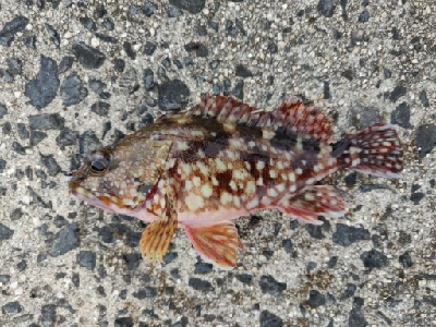 カサゴ、キジハタ等五目