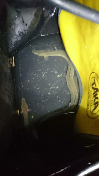 ペットボトル仕掛けで鰻釣り