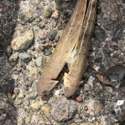 西大分赤灯台の釣果