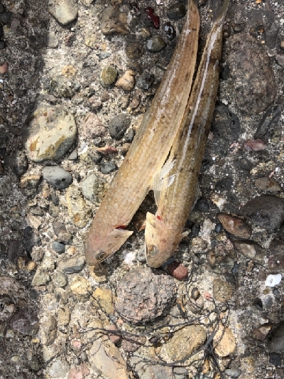 西大分赤灯台の釣果