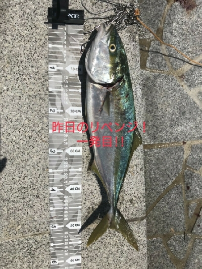 前日のリベンジや！ハマチ4本捕ったぞ！