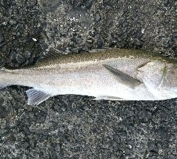 ボイル祭りに遭遇!!良型トップシーバスゲット!!