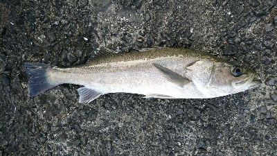 ボイル祭りに遭遇!!良型トップシーバスゲット!!