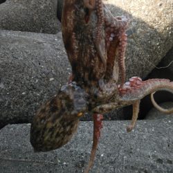 今期は良い型が揃ってます