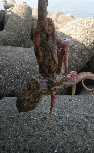 今期は良い型が揃ってます