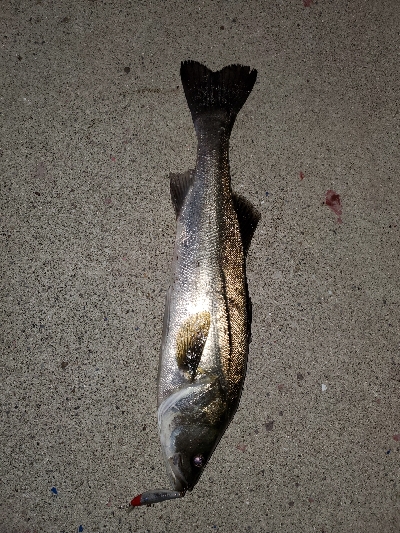 シーバス！ラッキー