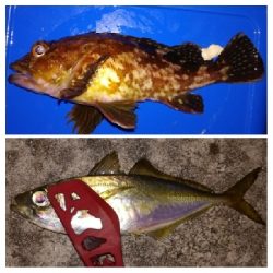 アジング1915〜2035