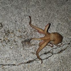 今年初のタコ！！