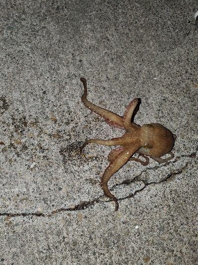 今年初のタコ！！