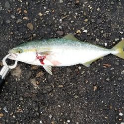 タチウオ&ツバス