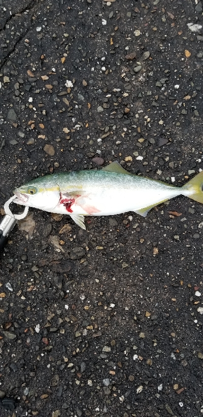 タチウオ&ツバス