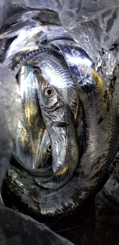 タチウオ釣り&各地のタチウオ釣果報…