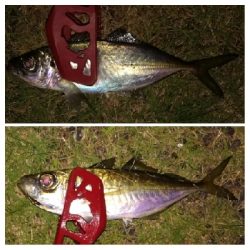 アジング1855〜2145