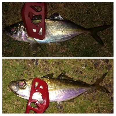 アジング1855〜2145