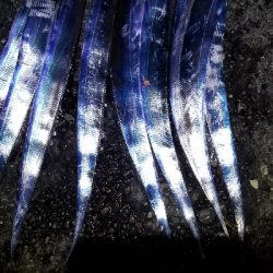 キス釣りからタチウオまで。好調!