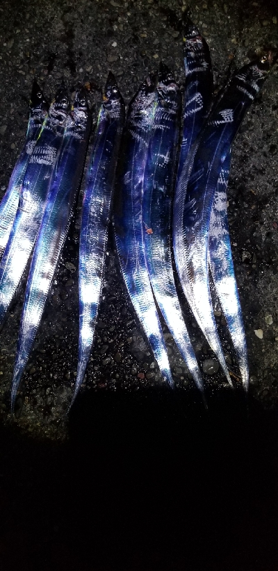 キス釣りからタチウオまで。好調！