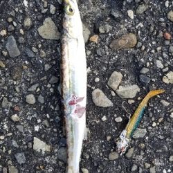 ルアーフィッシング