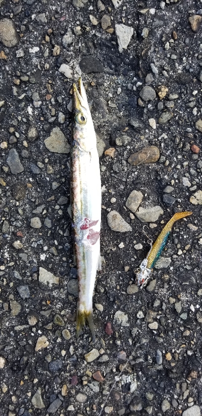 ルアーフィッシング