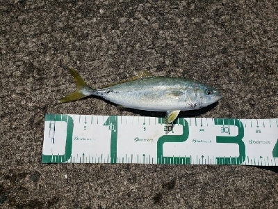 モジャコとチビタチ....