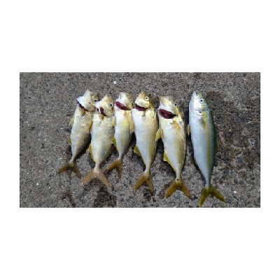 今日もライトゲーム