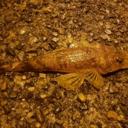 ナイトライトゲーム