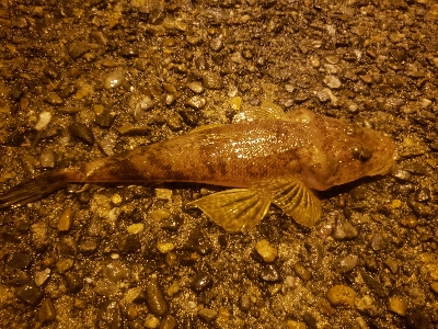 ナイトライトゲーム