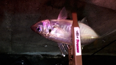 夕まづめフィッシング