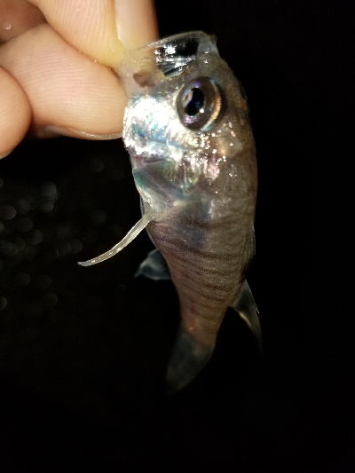 エサ無しサビキはルアーってことで