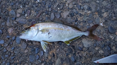 カマス　ほか3種