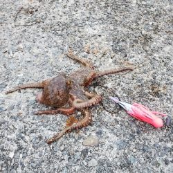 オクトパッシング