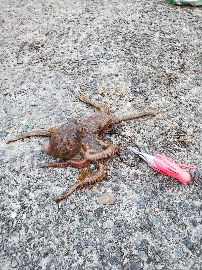 オクトパッシング