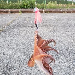 ノリノリタコライダー使用