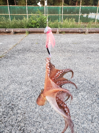 ノリノリタコライダー使用