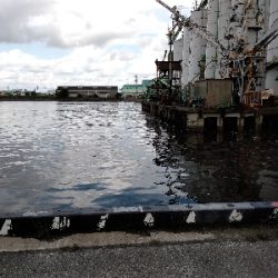 リベンジで黒鯛ゲット