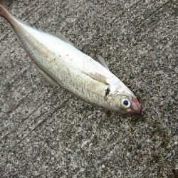 祝♥️奈保子さんお誕生日釣行！