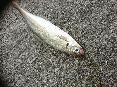 祝♥️奈保子さんお誕生日釣行！