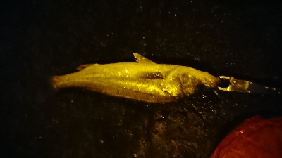 ナイトシーバス