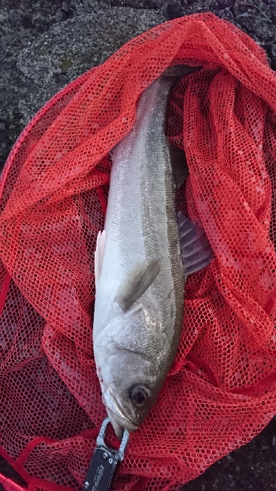 朝マズメトップシーバス