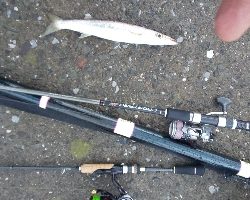 大雨でもカマス