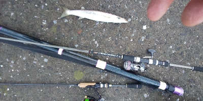 大雨でもカマス