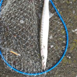 カマスは、やっぱり雨が◯